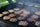 BBQ Hamburger